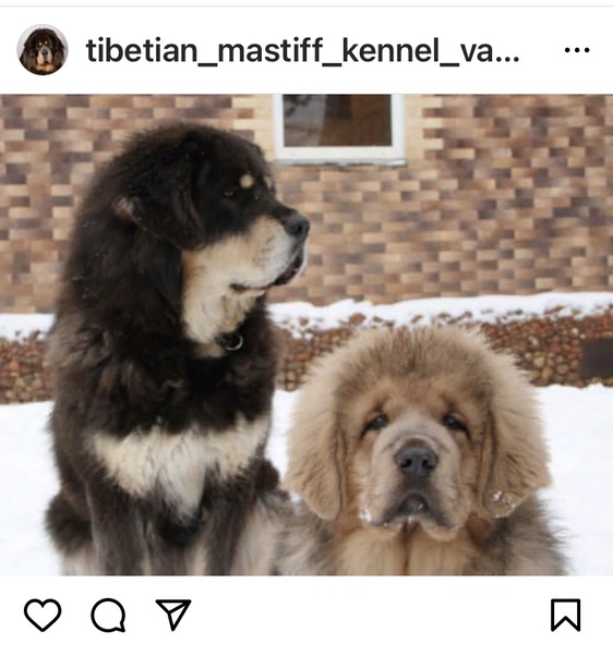 Два щенка тибетского мастифа около дома