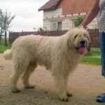 Румынская миоритская овчарка рядом с человеком