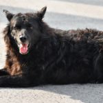 Уэльская овчарка лежит на сером