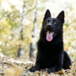 Белорусская черная овчарка лежит на земле