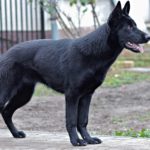 Белорусская черная стоит боком на дороге