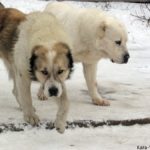 Два алабая на снегу
