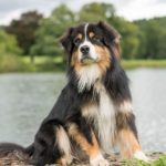 Английская овчарка трехшерстная сидит