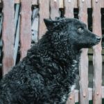 Уэльская овчарка сидит около забора