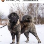 Собака Кавказская овчарка стоит на снегу