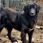 Румынская воронова овчарка стоит на земле