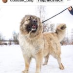 Собака кавказец рыжий на снегу
