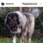 Кавказская овчарка в лесу стоитлет.серая в лесу