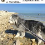 Египетская овчарка Армант около воды на поводке