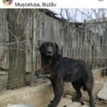 Румынская черная овчарка стоит около забора