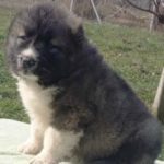 Щенок овчарки кавказской