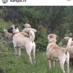 Кангалы на пастбище