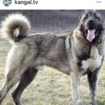 Серый Кангал стоит на траве