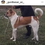 Собака Гурдбасар стоит рядом с человеком