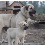 Анатолийская овчарка со щенком