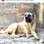 Гурдбасар лежит на каменном полу