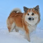 исландская собака