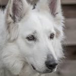 Белая швейцарская овчарка близко