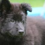 Щенок грюнендаль