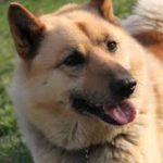 Норвежский бухунд смотрит в камеру близко