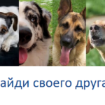 Мои собаки