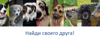 Мои собаки