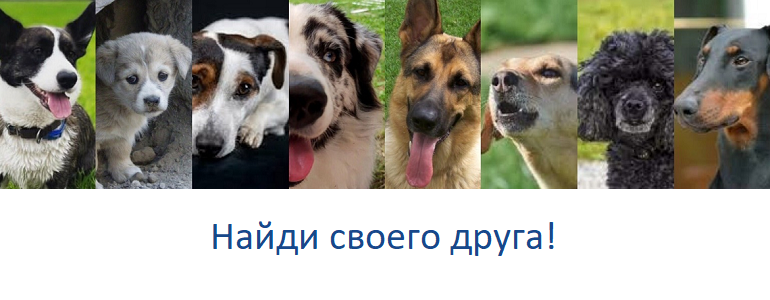Мои собаки