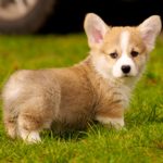 Щенок Вельш - Корги пемброк на зеленом фоне