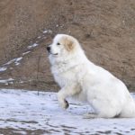 Пиренейская горная собака на задних лапах на фоне горы