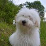Южнорусская овчарка сидит