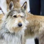 Пикардийская овчарка на поводке