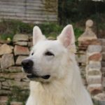 Белая овчарка портрет