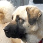 Фото анатолийской овчарки крупно близко к камере