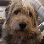 Фото Египетской овчаркой Армант на диване