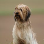 Фото Французской пастушьей собаки