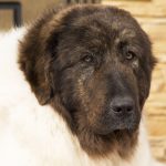 Фото Болгарская пастушьей близко