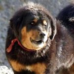 Фото Гималайской Индийской собаки близко