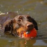 Коричневый доберман в воде с мячиком