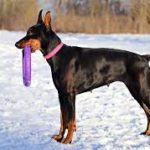 Черный доберман с игрушкой мтоит на снегу