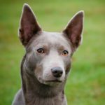 Фото Австралийский Келпи на зеленом фоне
