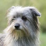 Фото Пиренейской овчарки длинношерстной близко на зеленом фоне