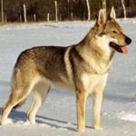 Американская тундровая овчарка стоит на снегу