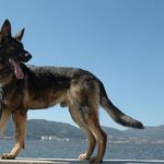 Американская тундровая овчарка стоит на фоне воды