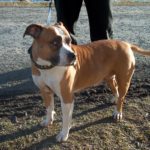 Рыжий American_Staffordshire_Terrier
