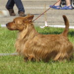 australian_terrier_moletai