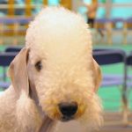 разновидность кучерявой собаки