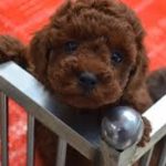 Маленький коричневый щенок той-пуделя смотрит в камеру