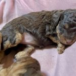 Маленикий коричневый щенок спит на розовой подстилке