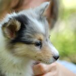 На руках шелти щенок