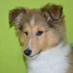 На зеленом фоне шелти щенок портрет